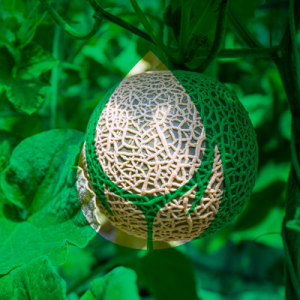Melón