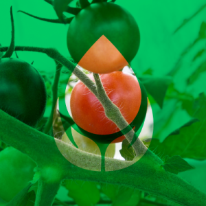Tomate
