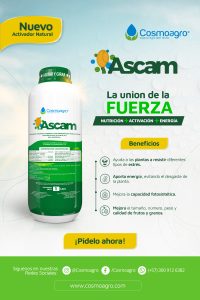 LANZAMIENTO ASCAM